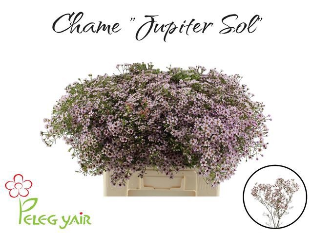 Шамелациум Юпитер Солар 60 (светло-роз.), шт.