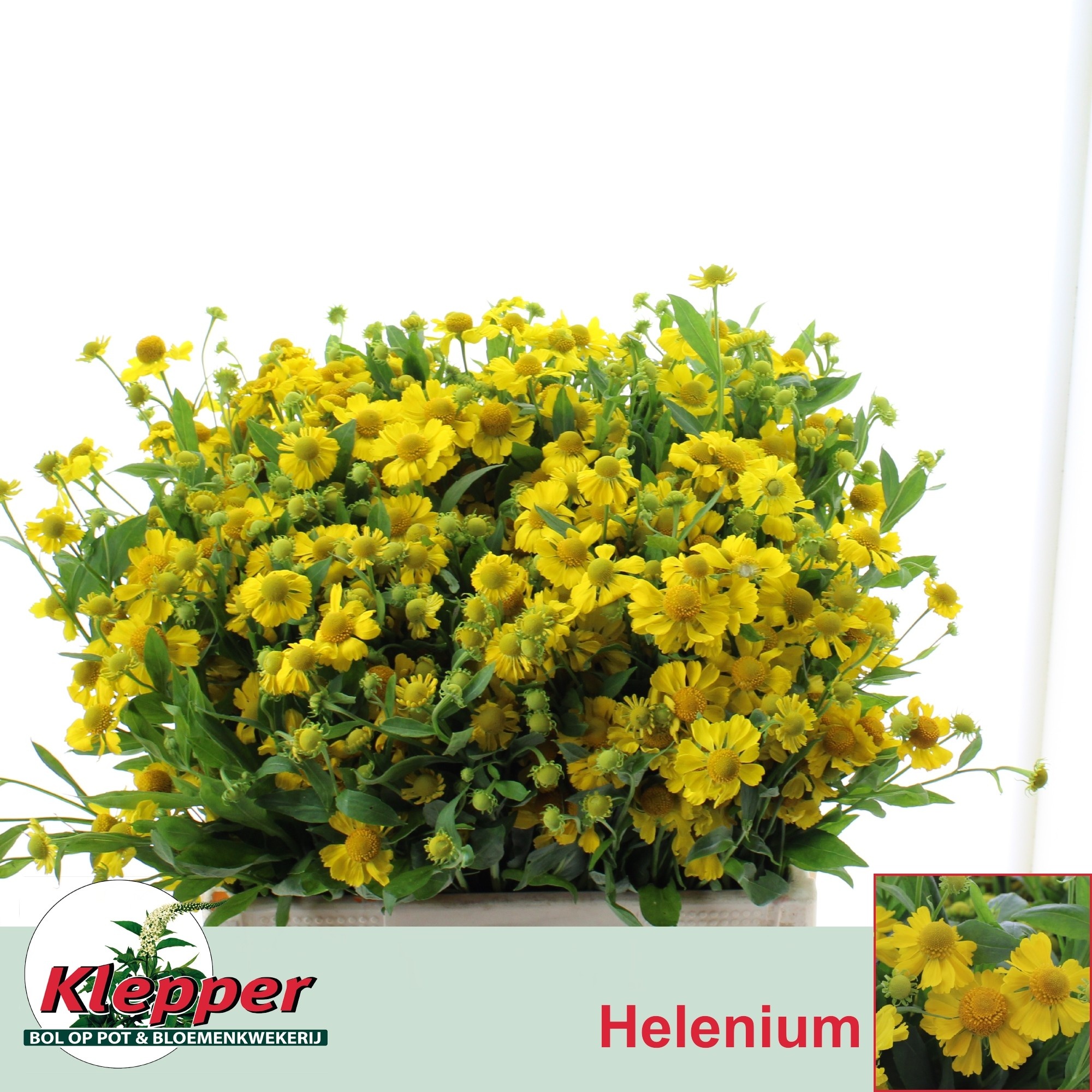 Хелениум Канария 60, шт.