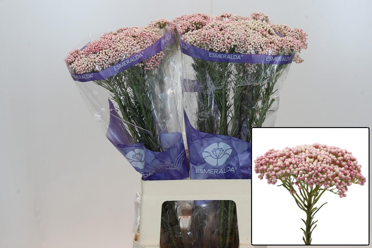 Озотамус Кукс Молл Пинк 70, шт.