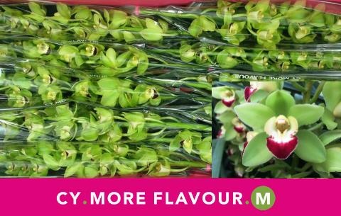 Цимбидиум мини Грин Рок x10 60, шт.