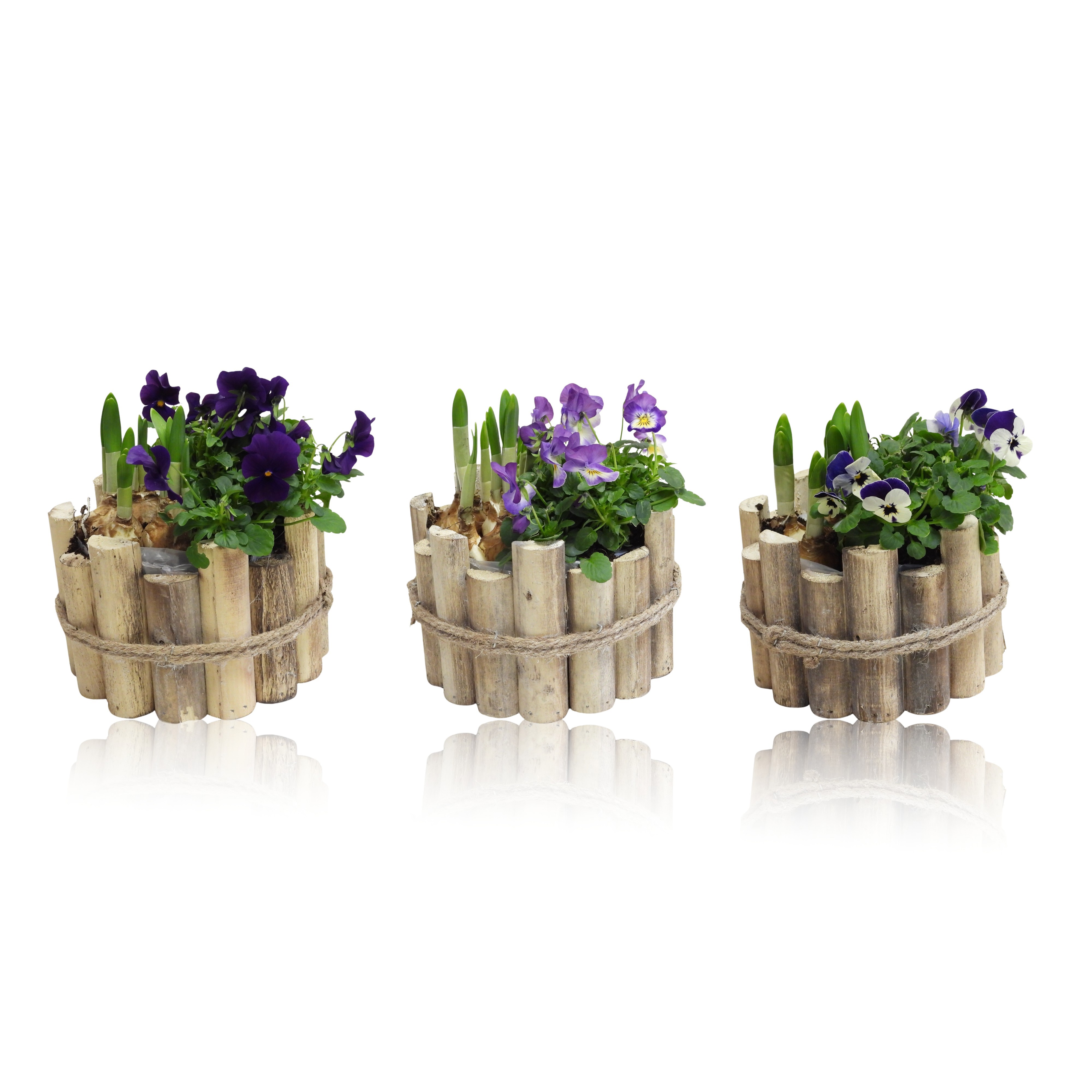 Arrangement Early Spring Specials Narcis in Houten Bak 17 cm, D 17