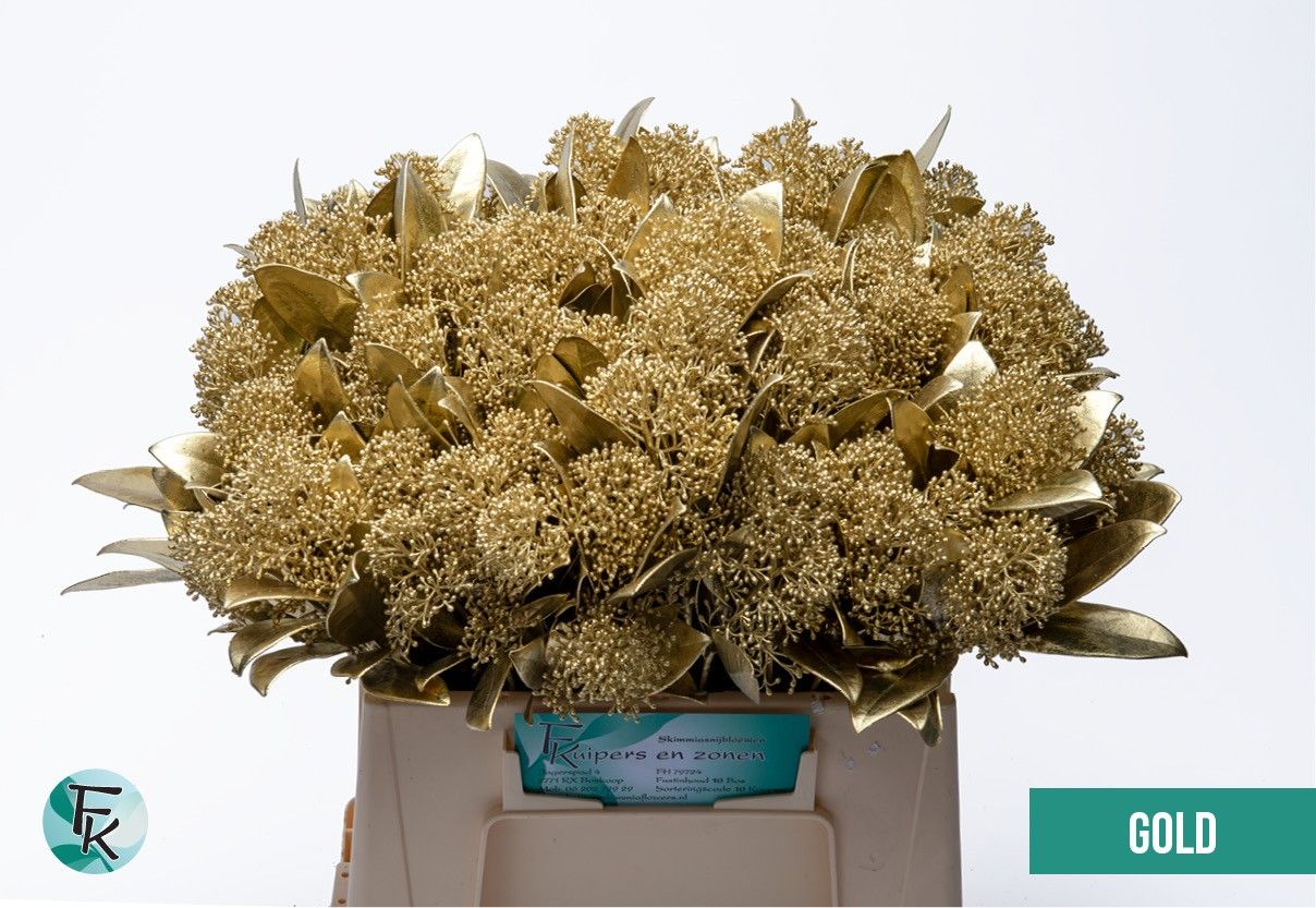 Скимия Овериг крашеный за пучок (краш. ) 45, пуч.