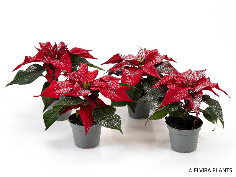 EUPHORBIA PULCHERRIMA 'MINI', D 6 cm