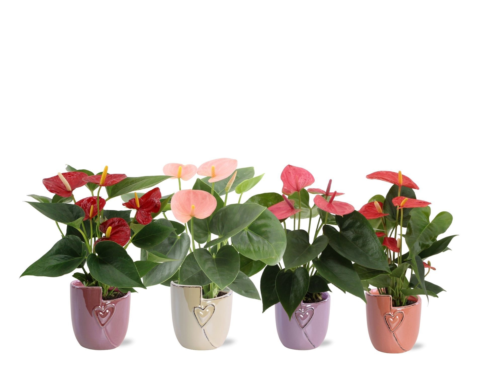 Anthurium 4 color mix in Joa ceramics, D 9