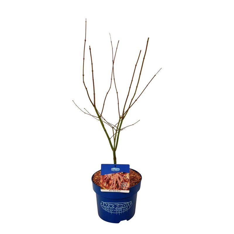 Acer North Wind ®, D 23