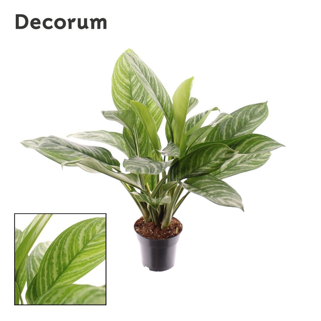 Aglaonema Stripes (Decorum), D 17 cm