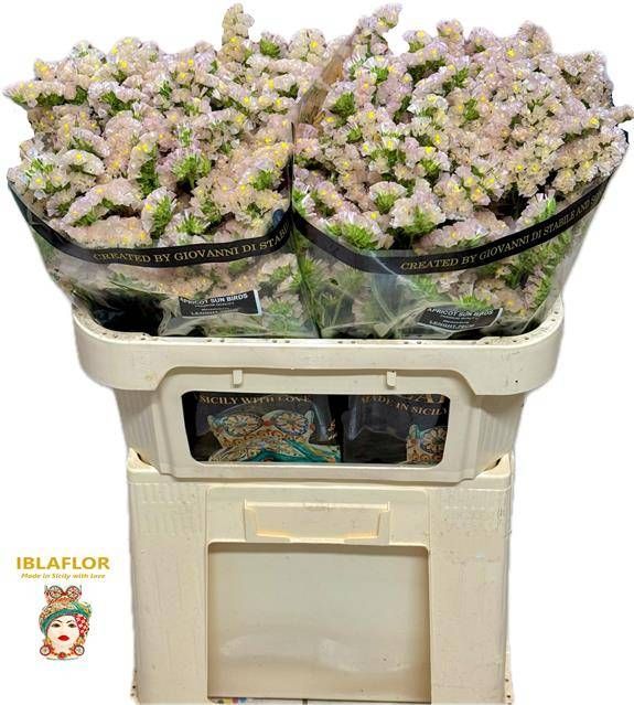 Статица Априкот Сан Бердс 70, шт.