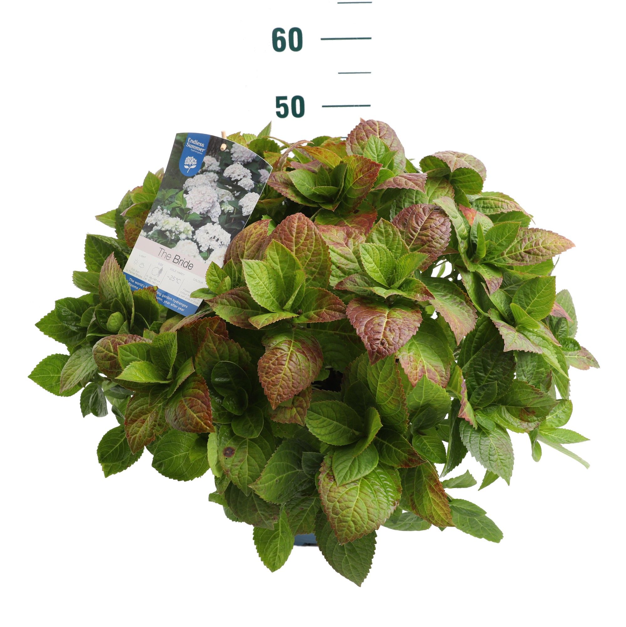 Hydrangea 'The Bride White' - P27 - Endless Summer, D 27 cm