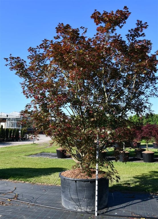 Acer pal. 'Masu-kagami', D 112