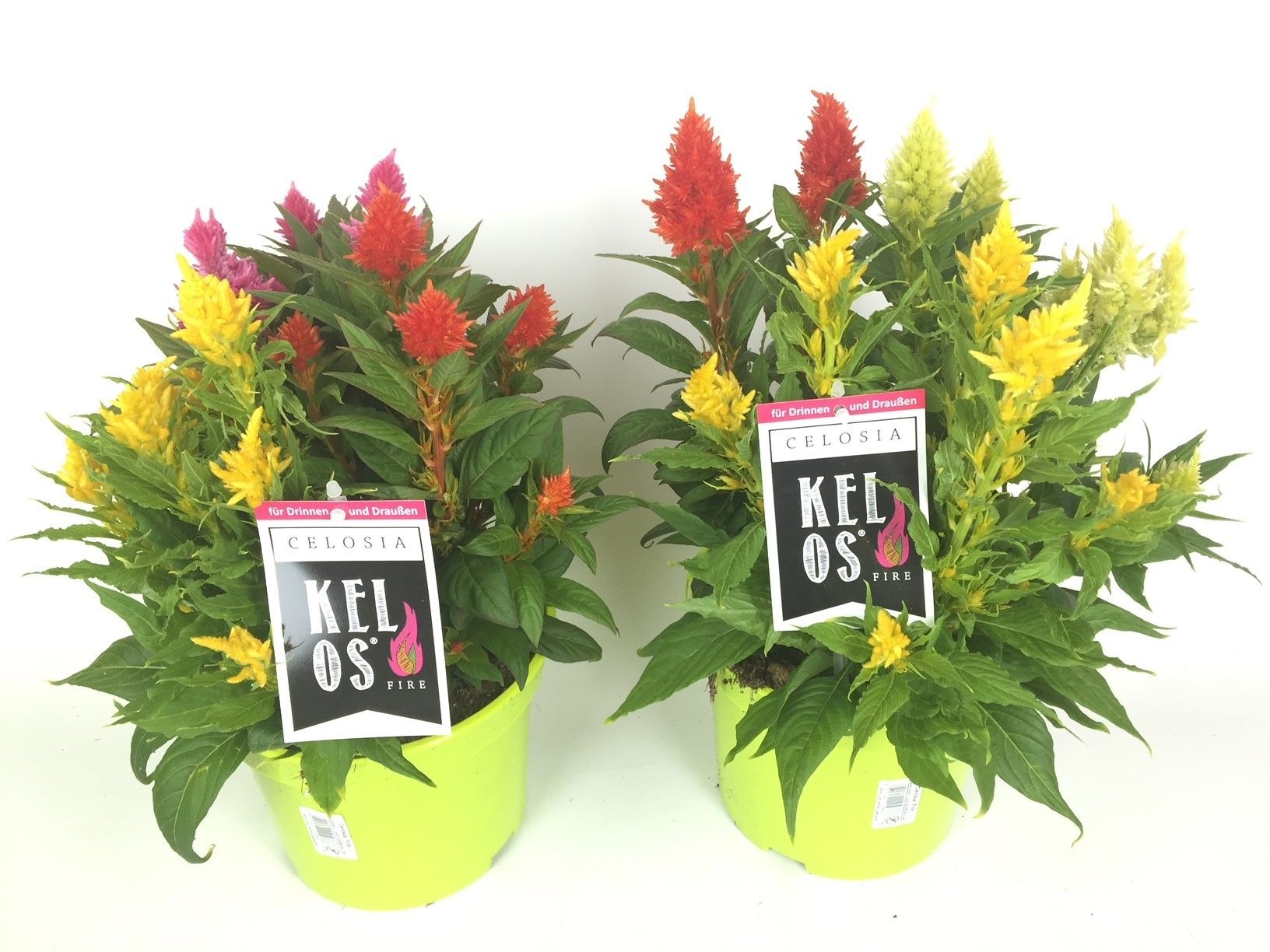 Celosia argentea 'Kelos', driekleurig, D 19