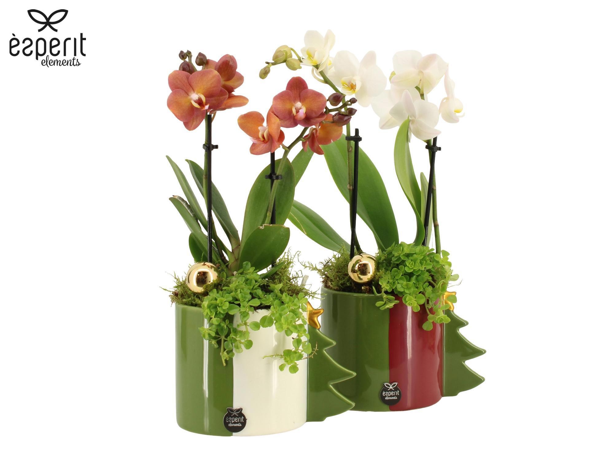 62039: X-mas arrangement, D 12