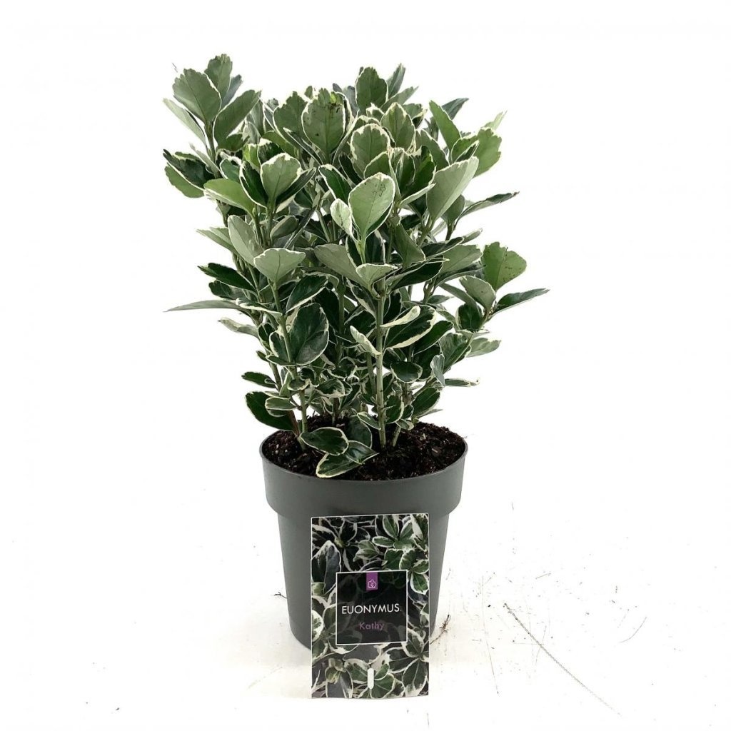 Euonymus jap. 'Kathy', D 15