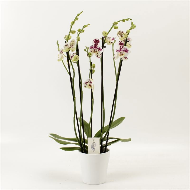Phalaenopsis Anthura Marrakesh 5 tak Marrakesh in wit keramiek, D 12