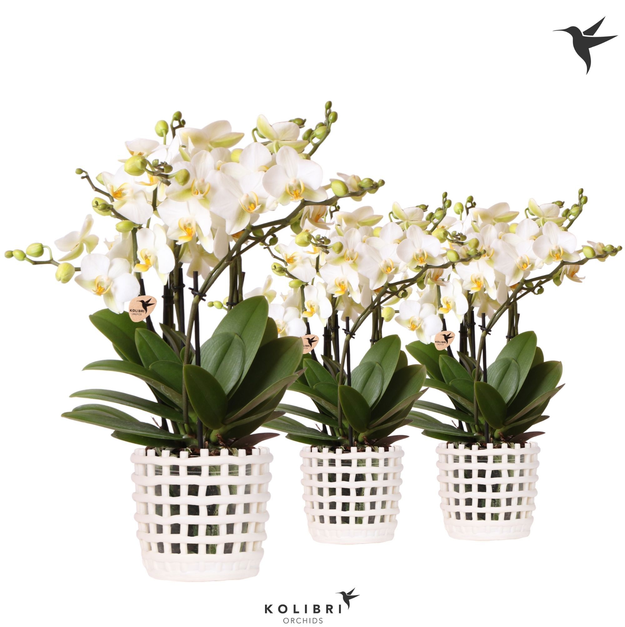 Kolibri Orchids Phalaenopsis Blossom Lausanne 6 spike in Mesh pot white, D 12
