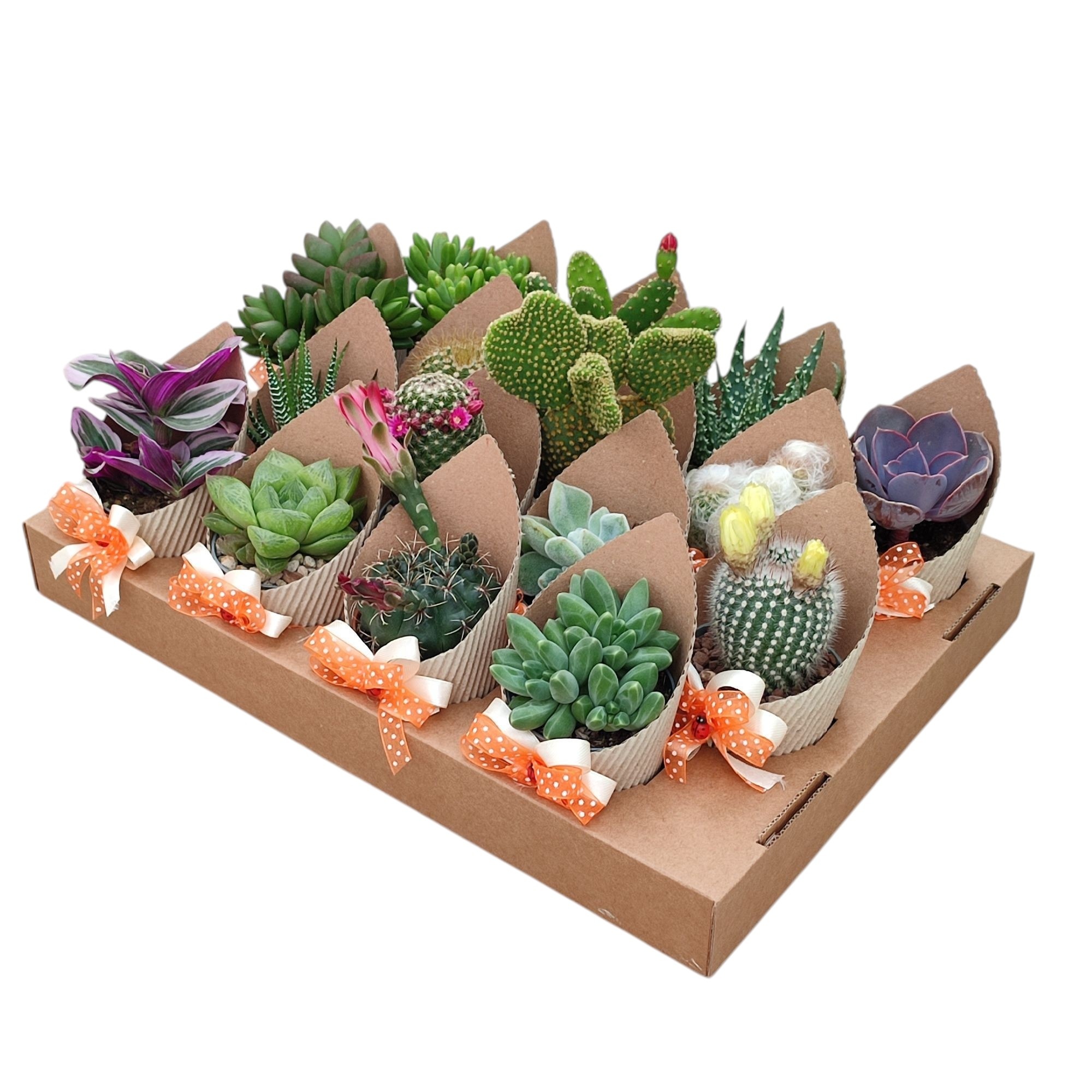 MIX CACTUS AND SUCCULENT IN CARDBOARD TRAY WITH POT COVER Ø 6,5 ECO CANNETE WITH DECORATION-TRAY 16 PCS, D 6,5