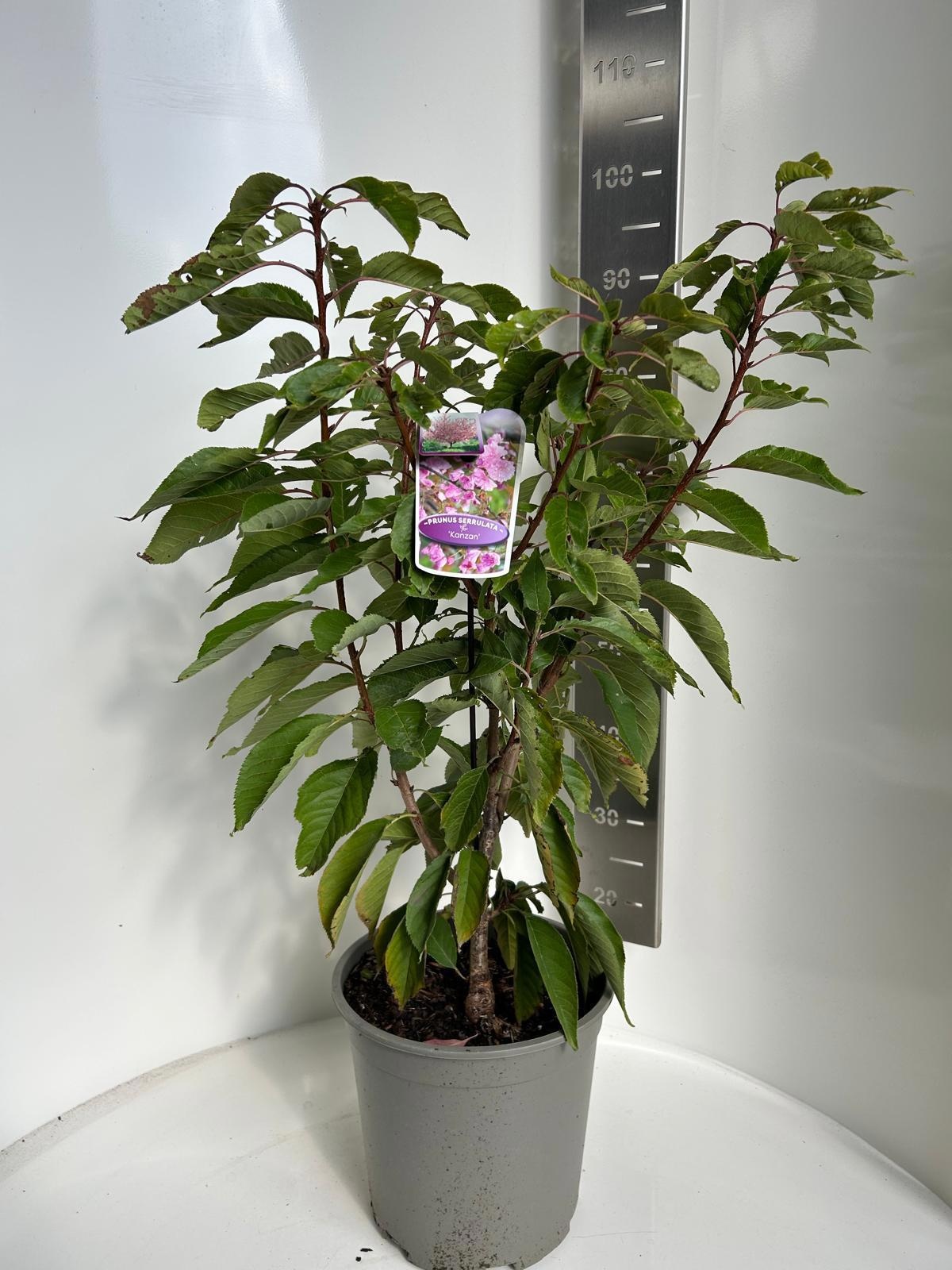 Prunus serrulata 'Kanzan', D 29 cm