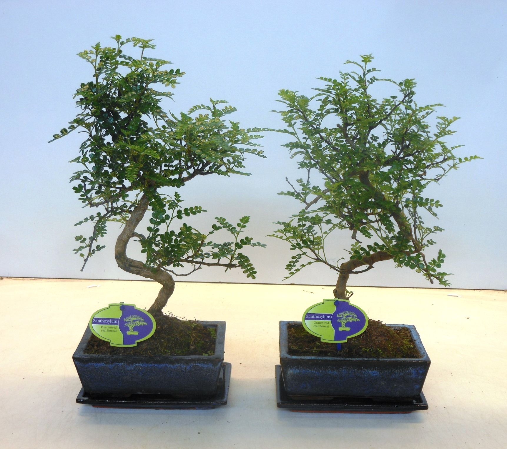 Zanthoxylum piperitum, 20cm., shape, with dip tray, D 20