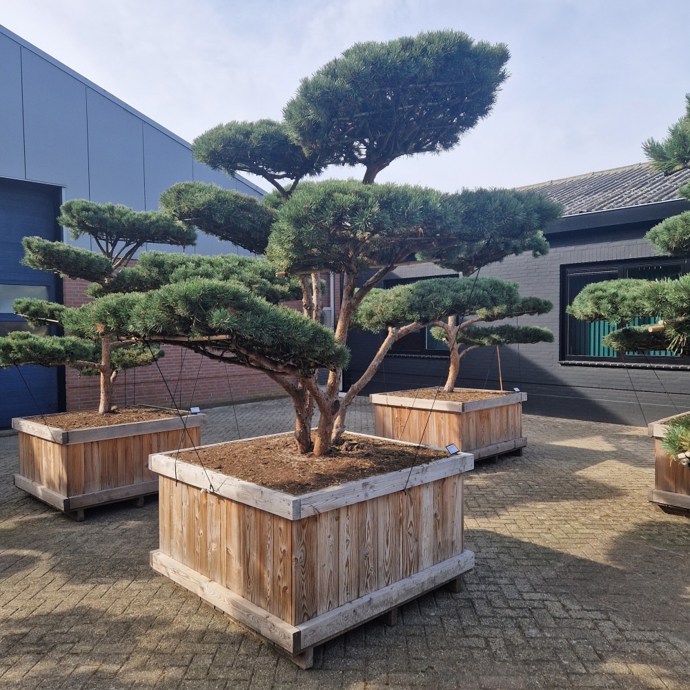 Pinus sylvestris 'Watereri' Nr.3, D 130 cm