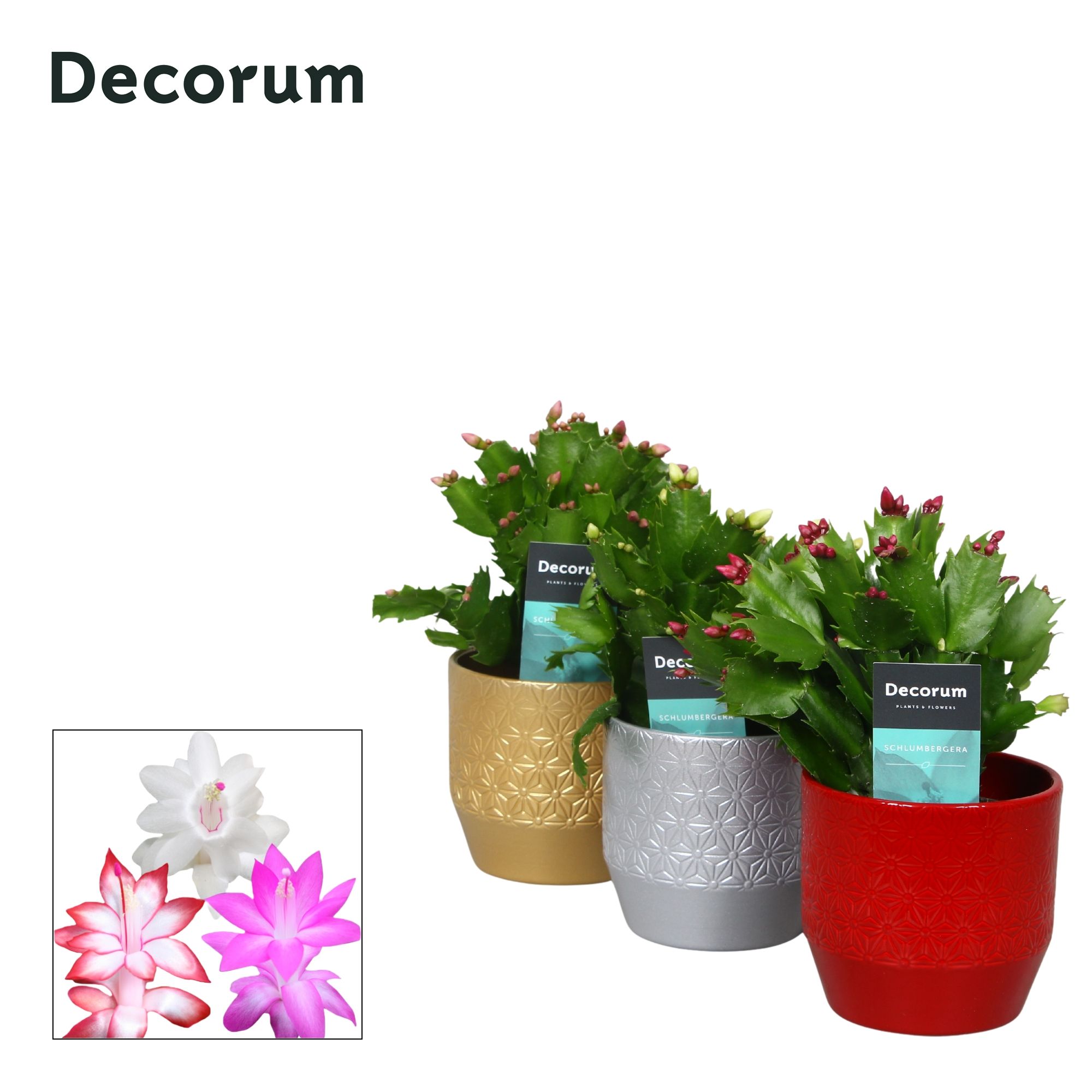 Schlumbergera 10,5 cm - Christmas Shine - Mix - Decorum, D 10,5 cm