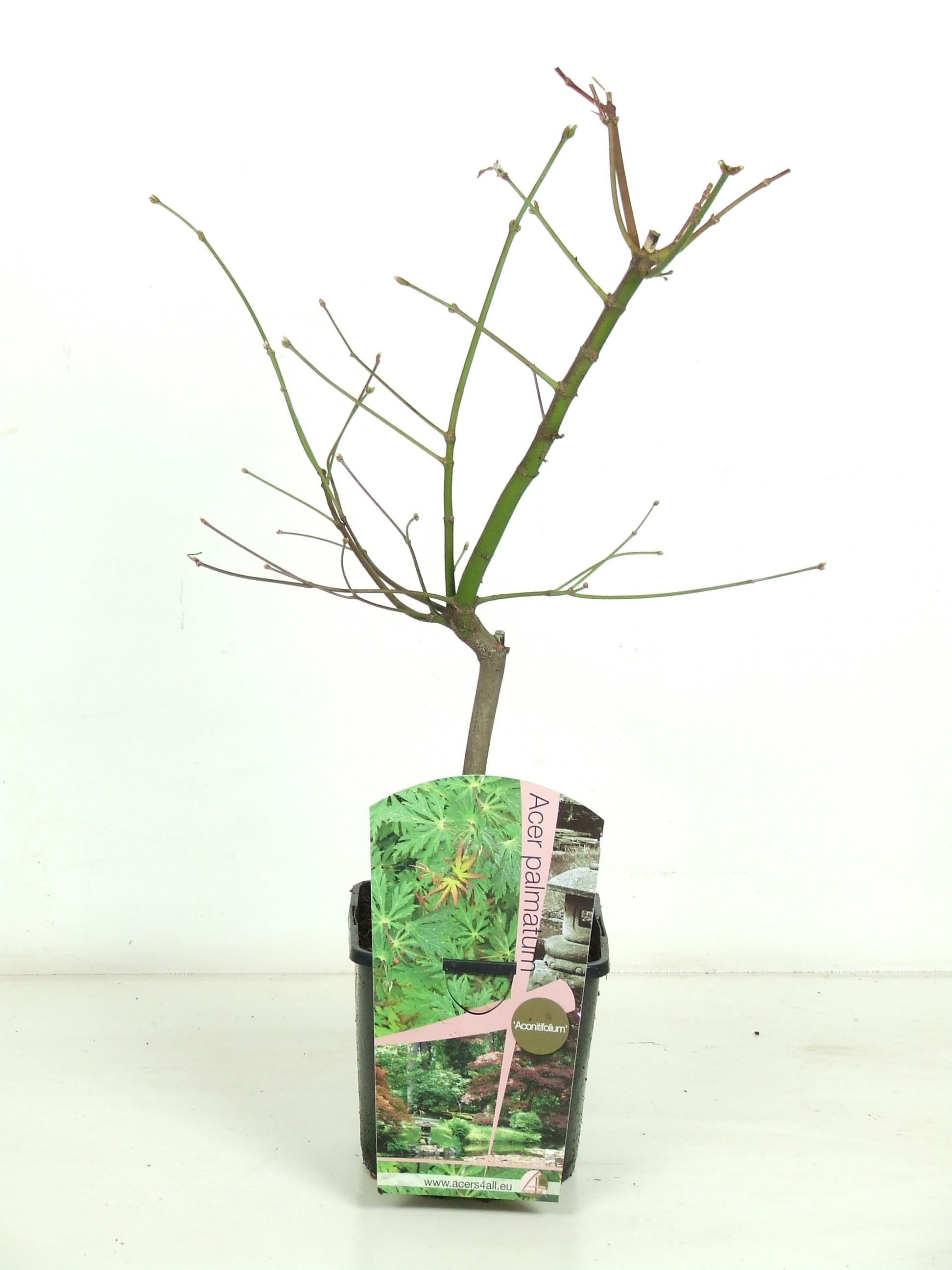 Acer japonicum 'Aconitifolium' P19 Full CC, D 19