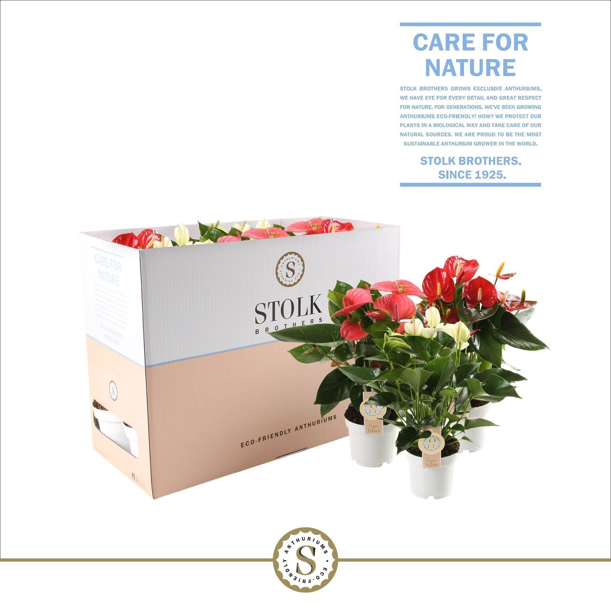 Anthurium Top Mix (5 kleuren) in Ecobox, D 12