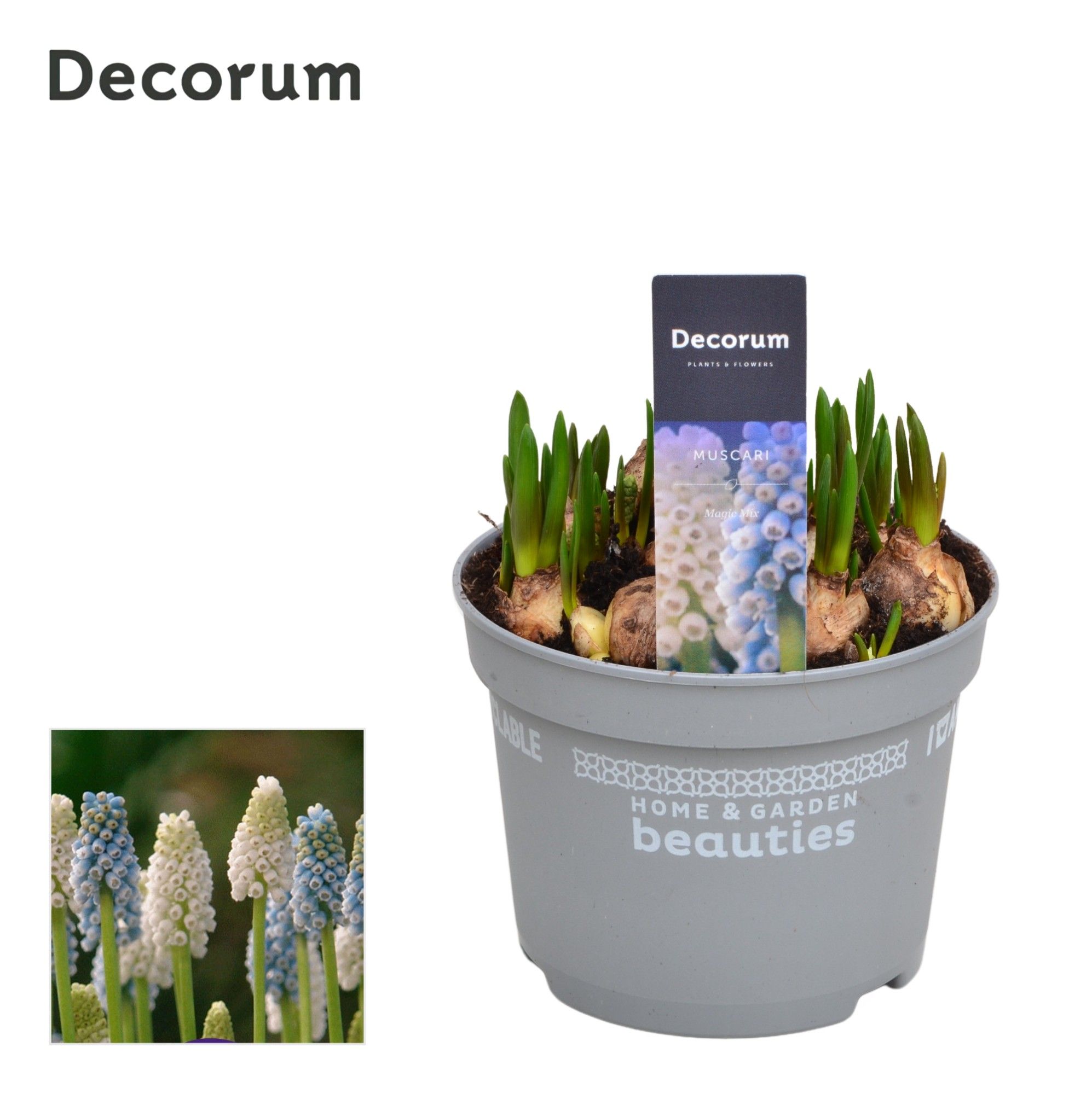 Muscari Magic Mix, D 12