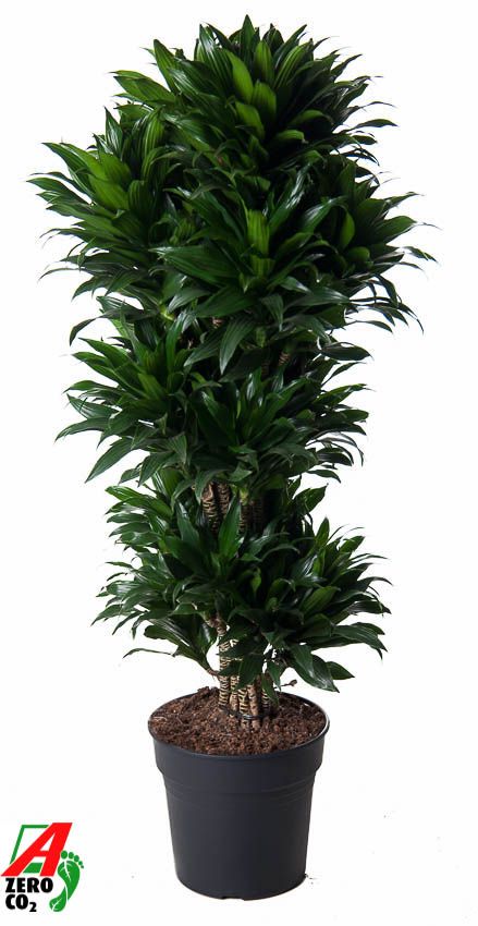 Dracaena Compacta vertakt P31, D 31