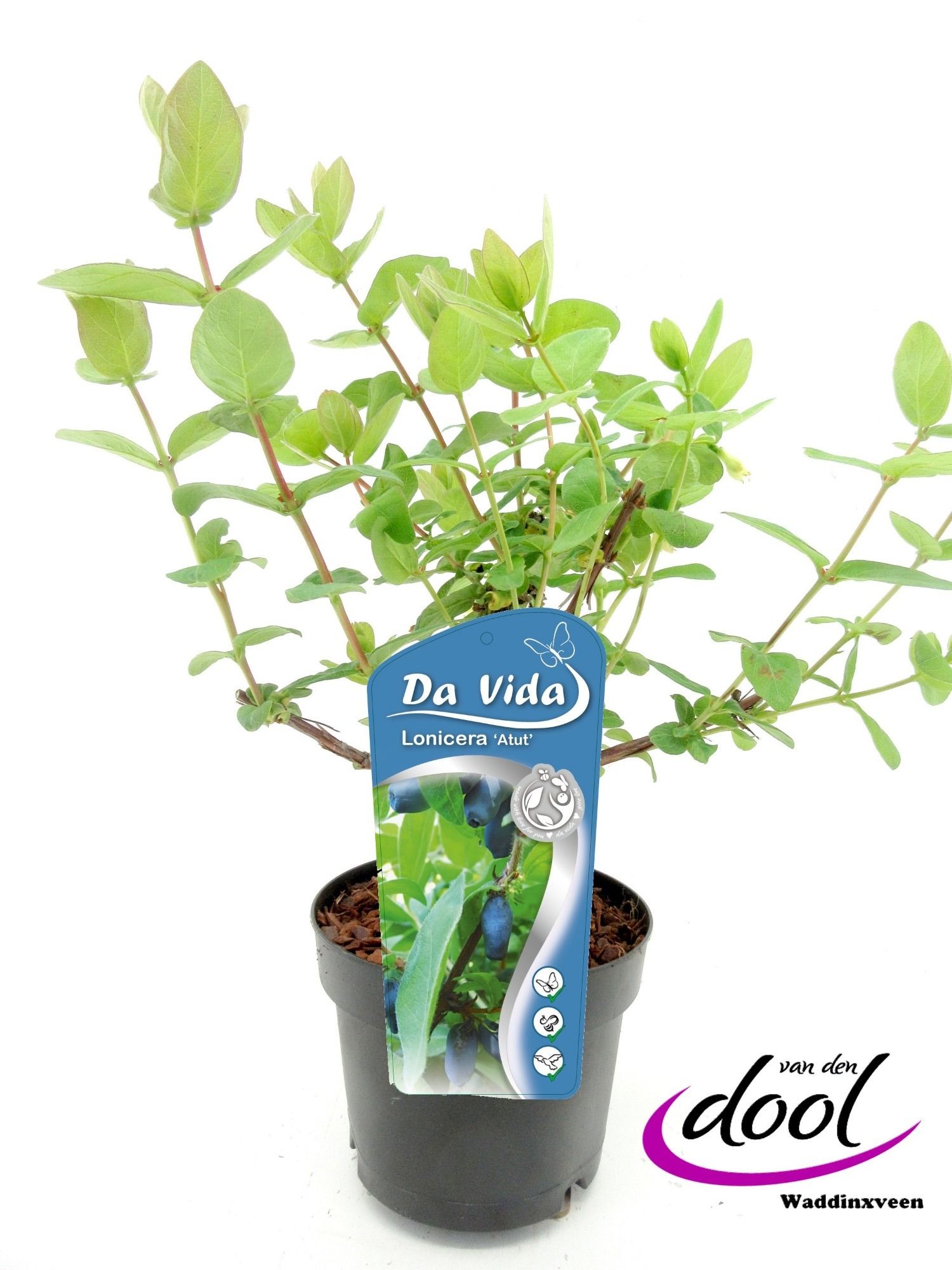 Lonicera caer. Atut, D 19