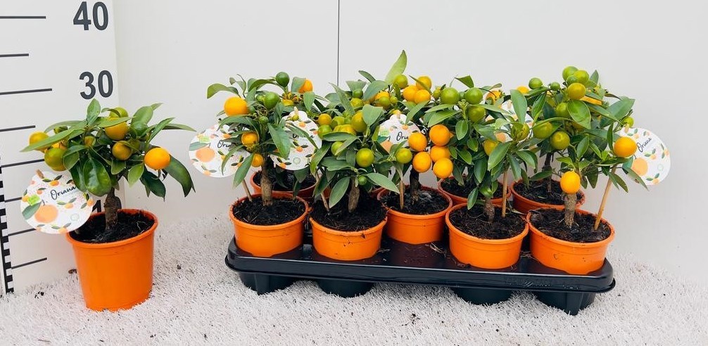Citrus Kumquat Poliandra mini-stem, D 12