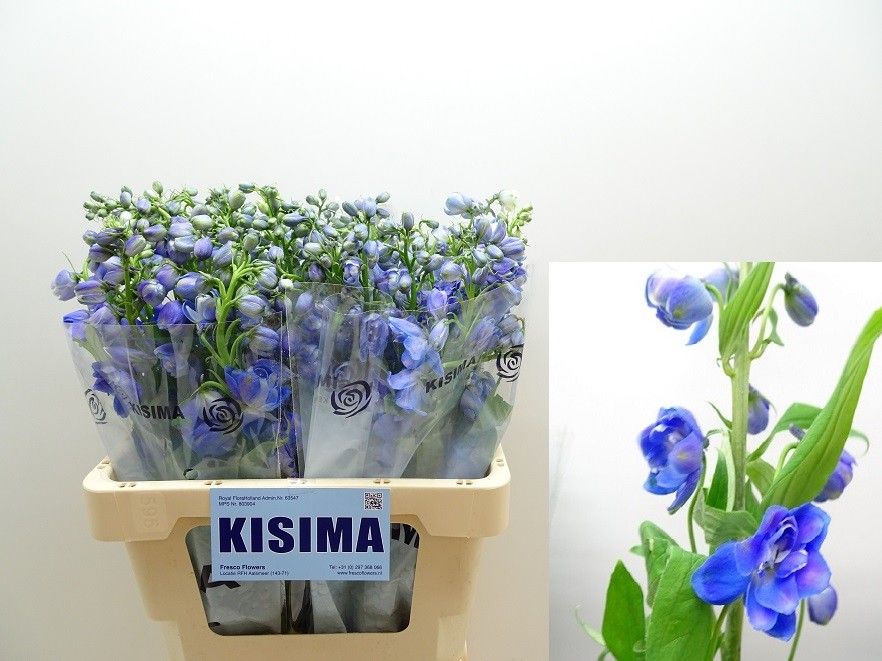 Дельфиниум дв. Гардиан Блю 60, шт.