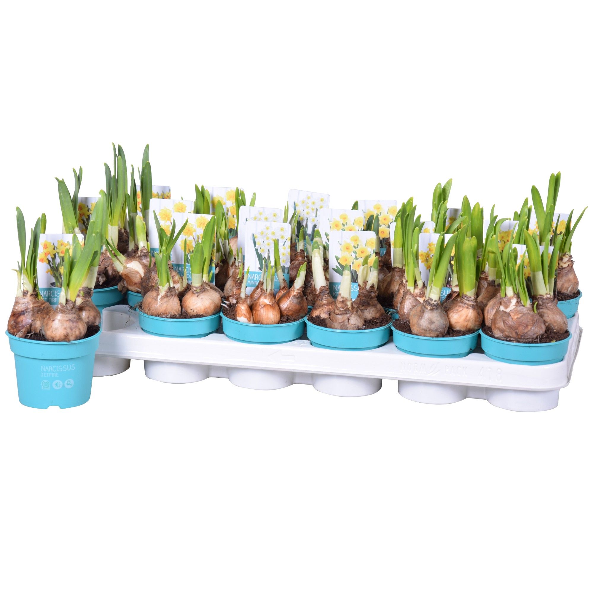 Narcis Mix 'Diamond Collection', D 9