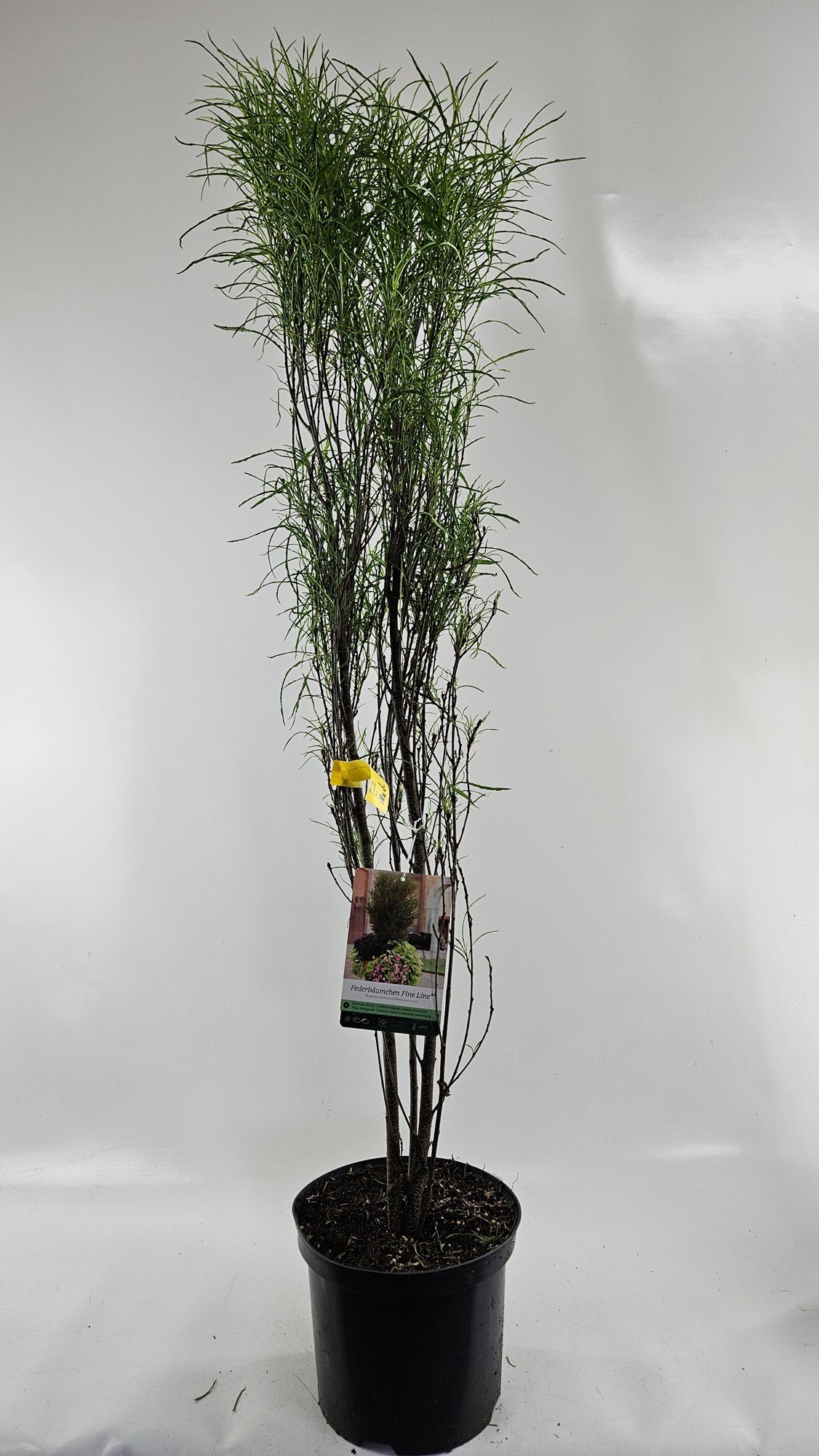 Rhamnus fran. 'Fine Line', D 23