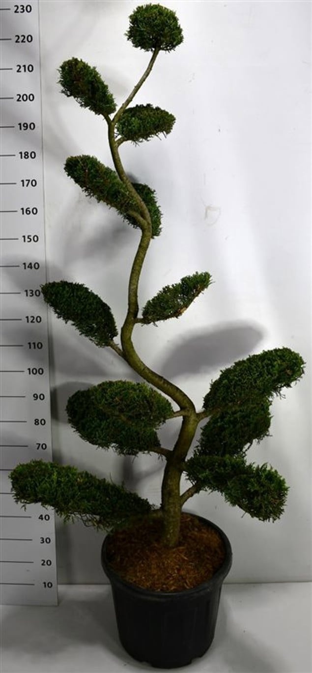 Cupressocyparis l. 'Castlewellan Gold', D 50