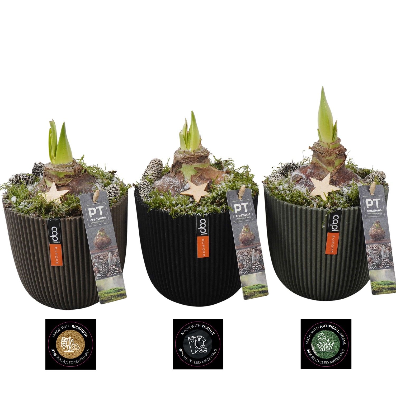 PTACH5921 Arrangement Amaryllis Christmas in capi pot, D 13 cm