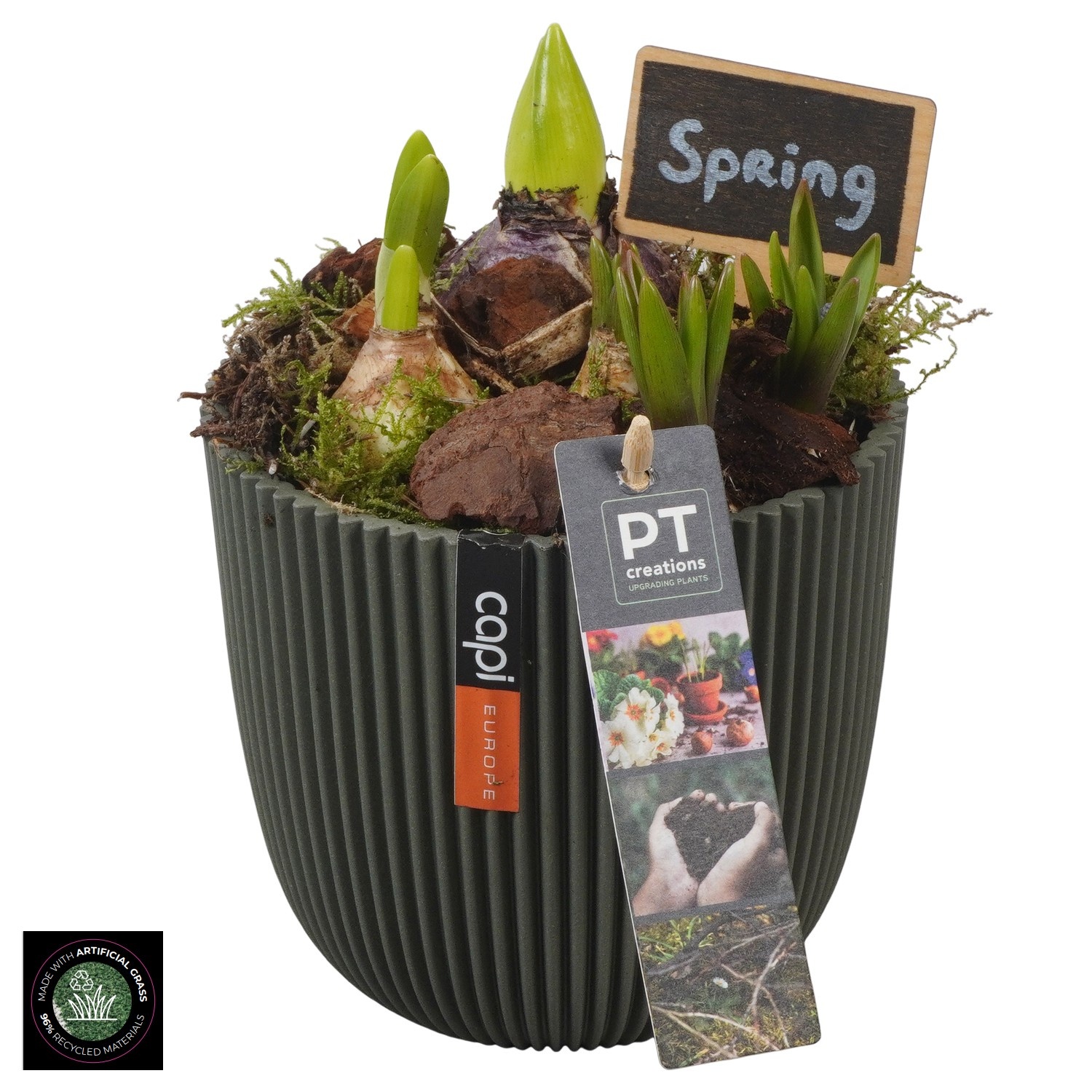 PTBM3931 Arrangement Flower Bulbs Mix in capi pot, D 13