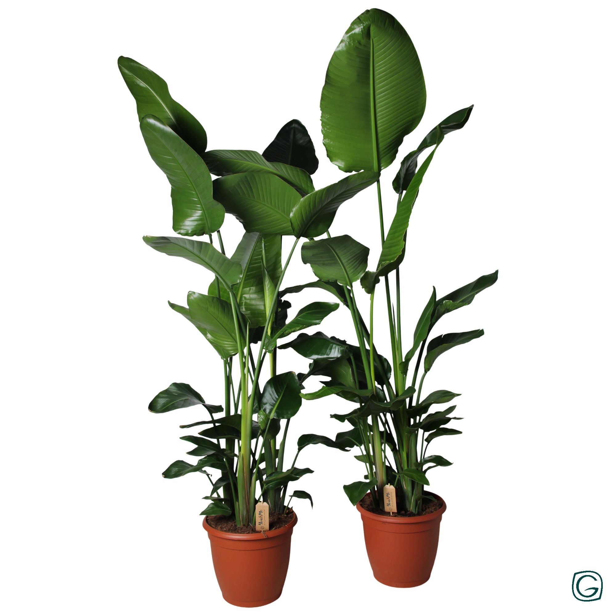 Strelitzia nicolai p36, D 36