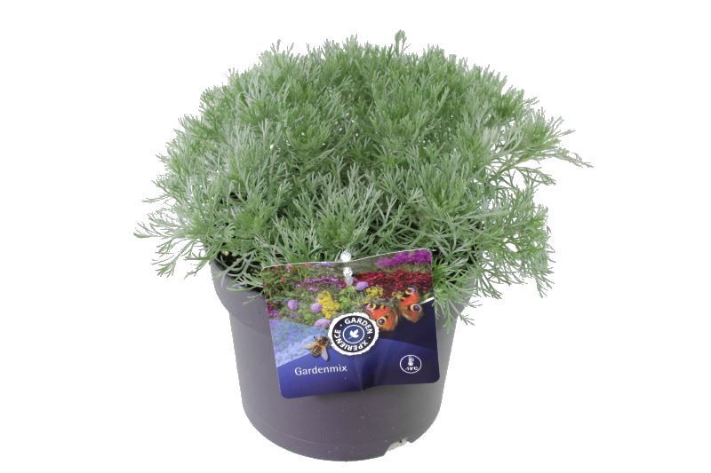 Artemisia schmidtiana, D 17