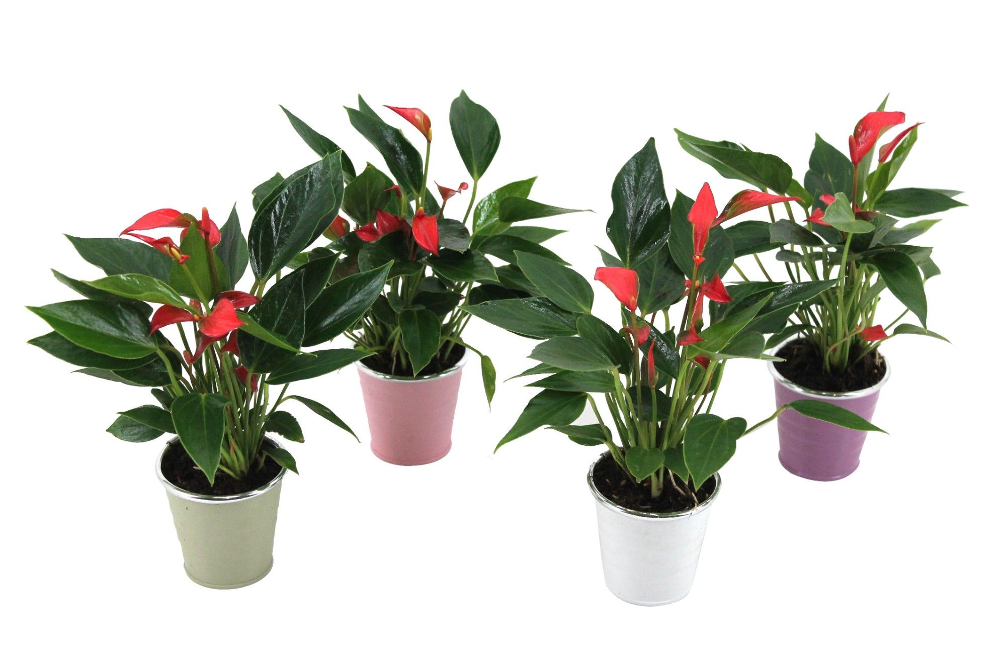 Anthurium XL.67 Trillions Red 7cm in zinken potje, D 7