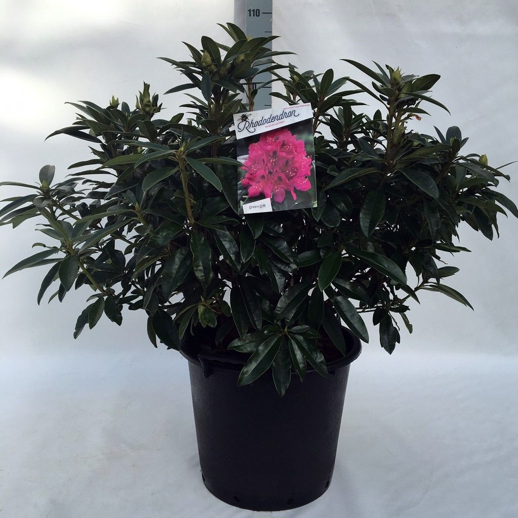 Rhodo. 'Anah Kruschke' pink/purple, D 40