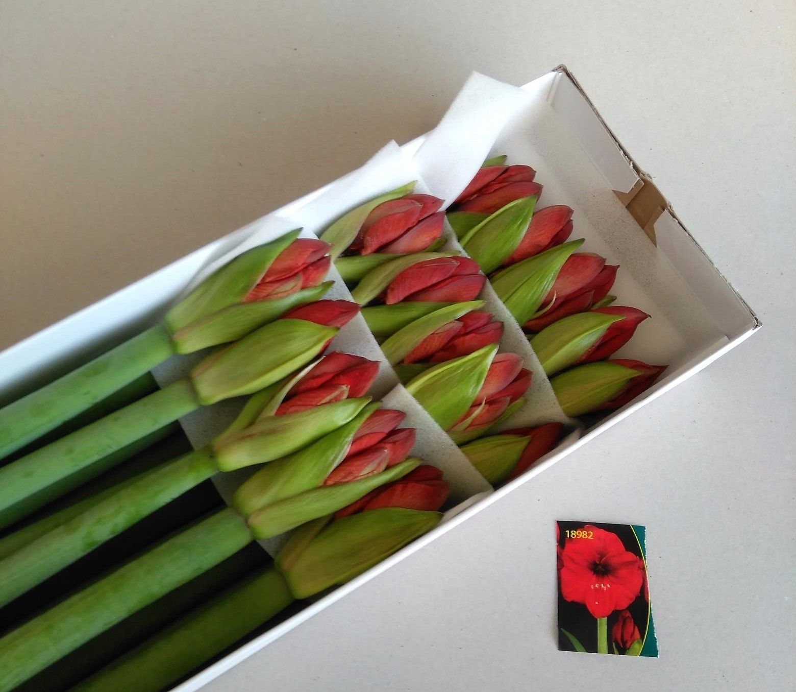 Амарилис Рэд Лион (красн.) x15, шт.