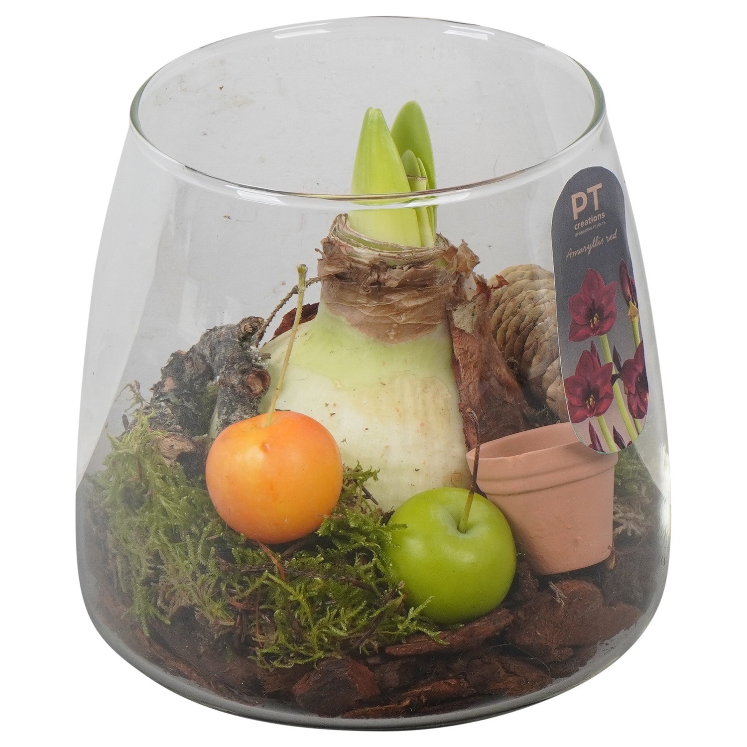 PTAA8812 Arrangement Amaryllis in glazen vaas, D 14