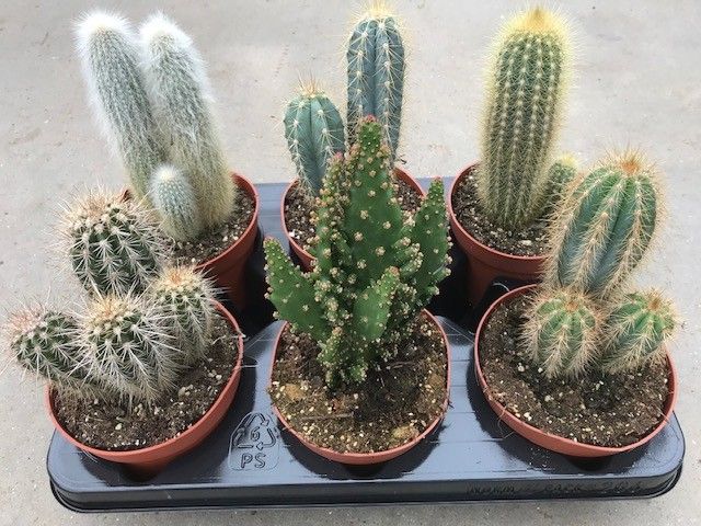 212 Zuilen mix 12 cm, D 12