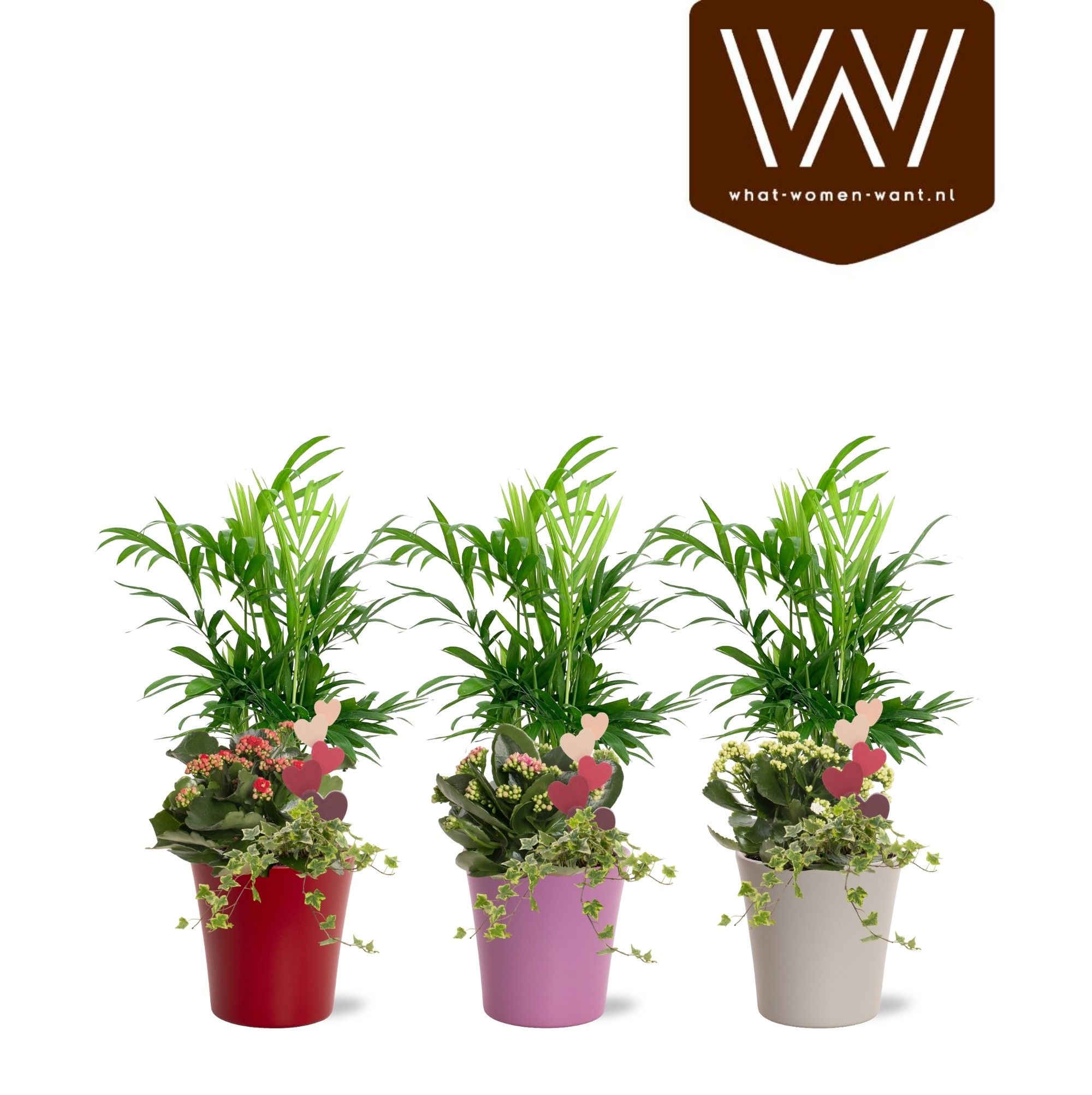 Arrangement keramiek Lotte | Chamaedorea, Kalanchoë, hedera, D 12