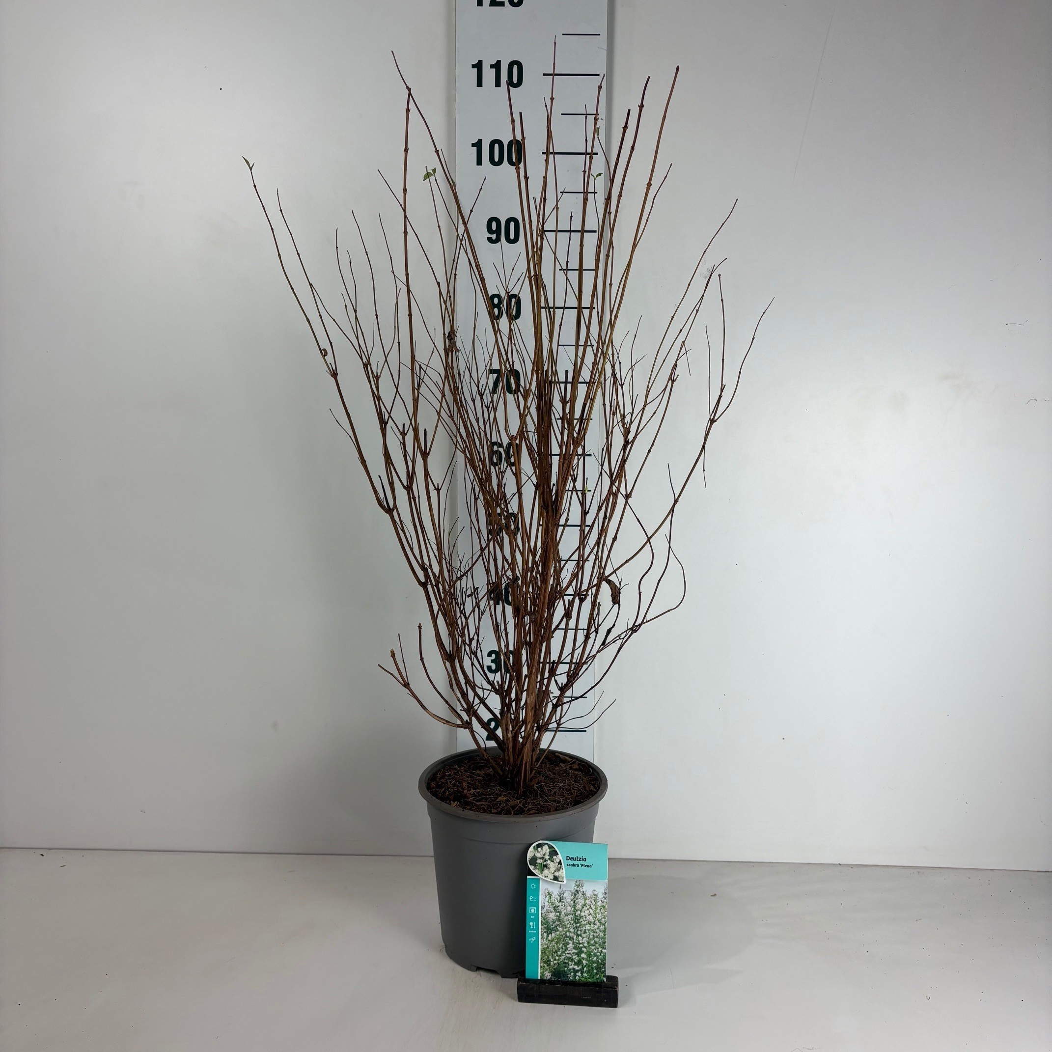 Deutzia scabra Plena, D 24