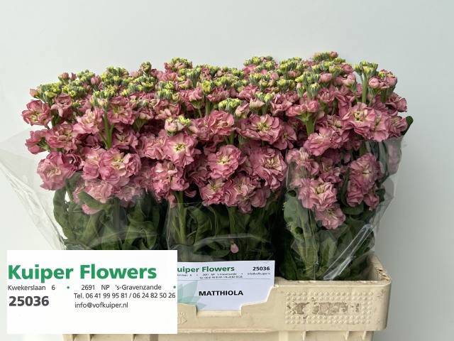 Маттиола од. Стокс Антик Роуз 55, шт.