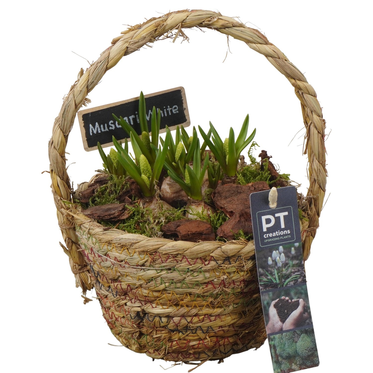 PTWMB8124 Arrangement Muscari White in riet mand, D 15
