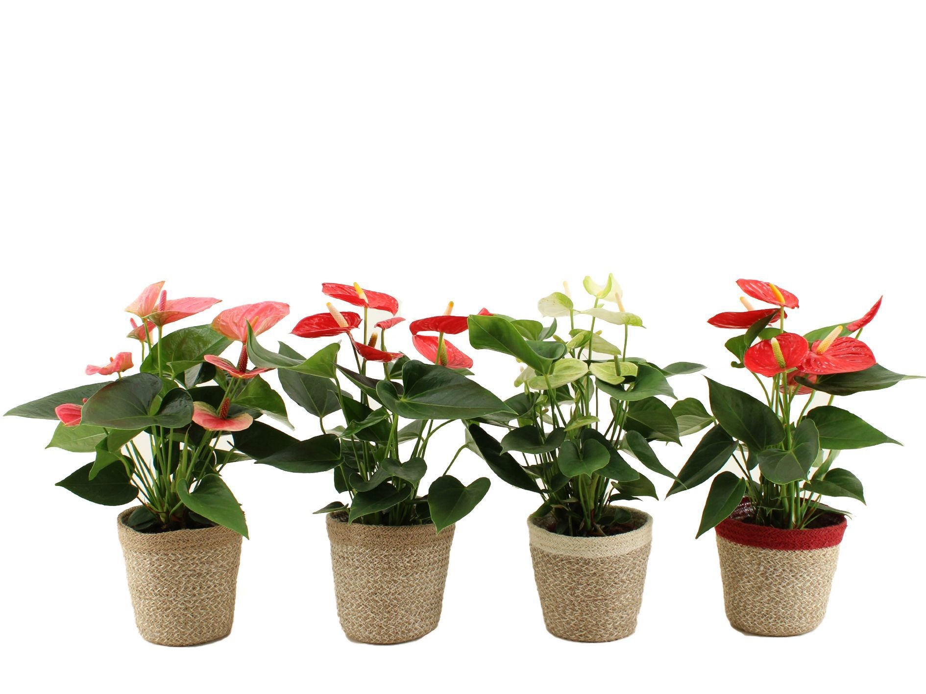 Anthurium 12 cm mix in Jelle Basket, D 12