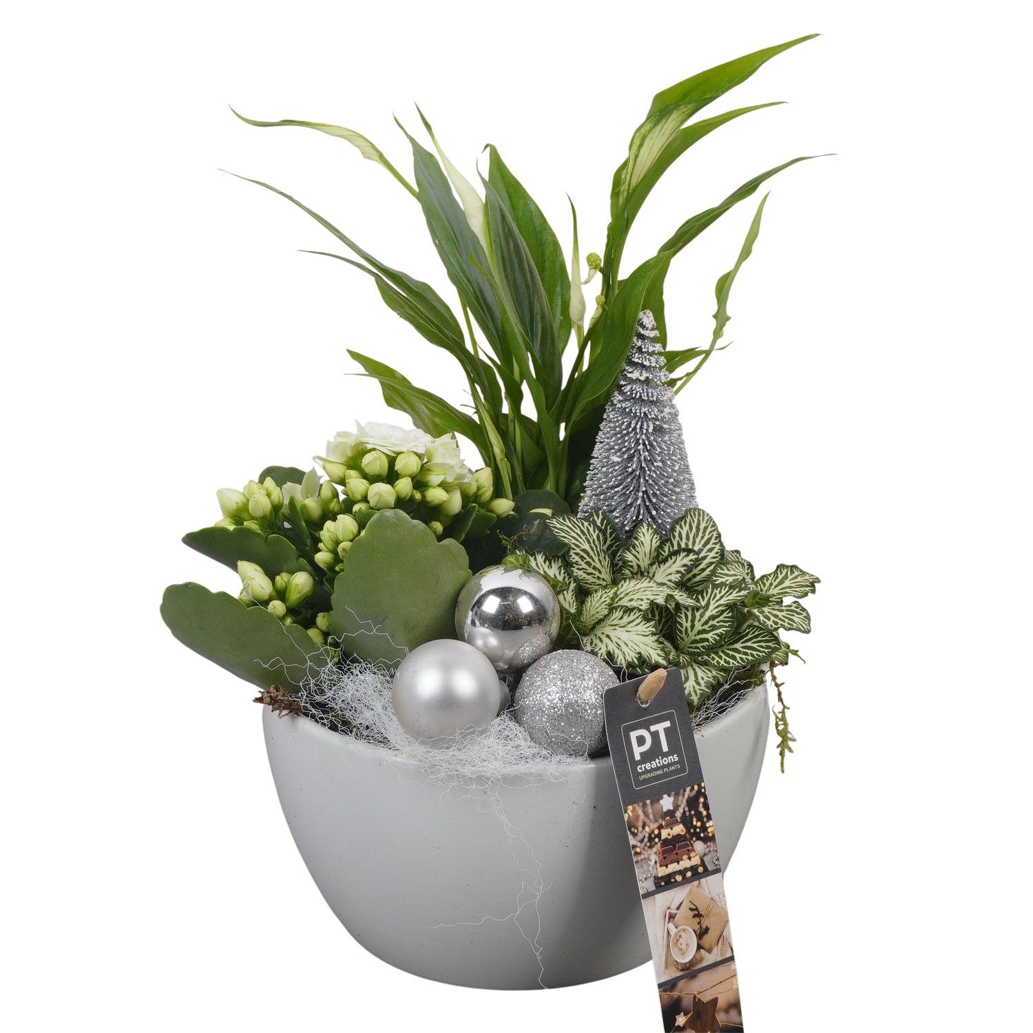 PTCHW4304 Arrangement Christmas White in keramiek schaal, D 15 cm