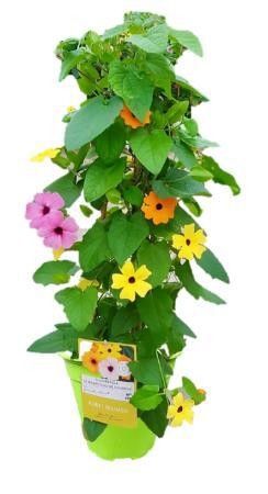 Thunbergia alata, pyramide, driekleurig, D 19