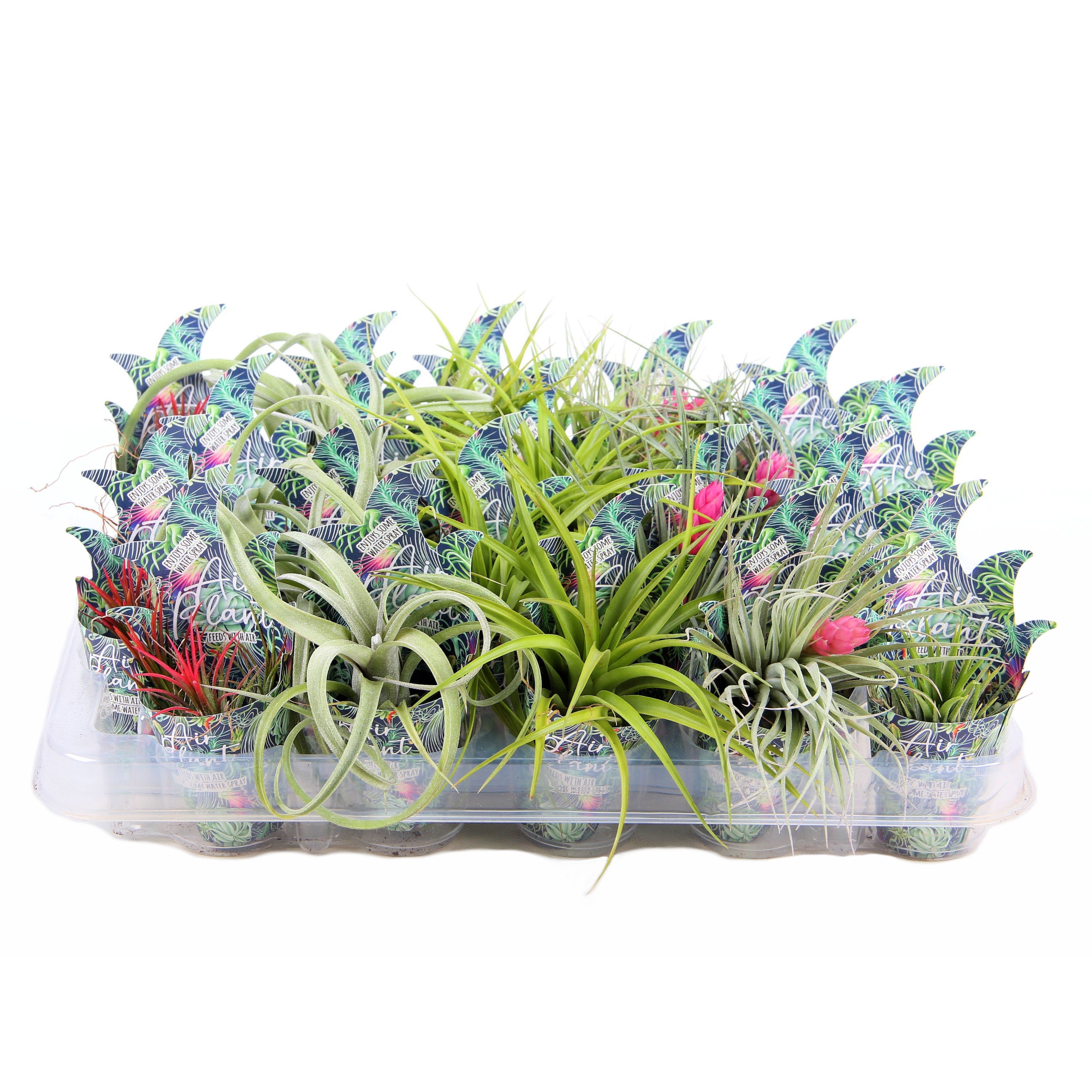 Tillandsia airplant mix in potcover, D 7